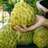 jual tanaman pohon srikaya jumbo ratu Sleman