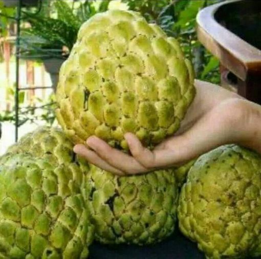 jual tanaman pohon srikaya jumbo ratu Sleman