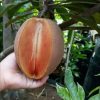 jual tanaman sawo jumbo vietnam Langkat