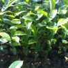 jual tanaman sirsak madu Lamongan