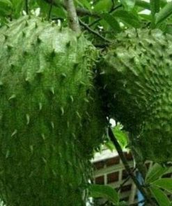 jual tanaman sirsak madu Tidore Kepulauan