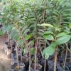 jual tanaman sirsak merah hasil okulasi stek Tanjung Pinang