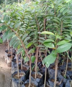 jual tanaman sirsak merah hasil okulasi stek Tanjung Pinang