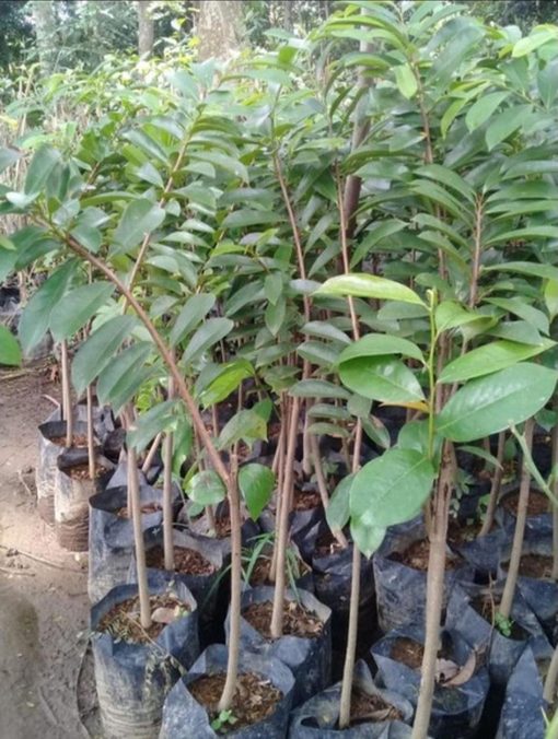 jual tanaman sirsak merah hasil okulasi stek Tanjung Pinang