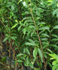 jual tanaman sirsak merah jumbo Puncak Jaya