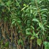 jual tanaman sirsak merah jumbo Tulang Bawang Barat