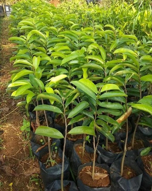 jual tanaman sirsak merah okulasi cepat berbuah Ciamis