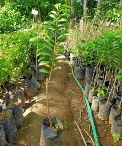 jual tanaman sirsak merah okulasi cepat berbuah Gorontalo