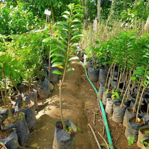 jual tanaman sirsak merah okulasi cepat berbuah Gorontalo