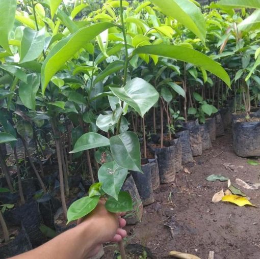 jual tanaman sirsak merah okulasi cepat berbuah Solok