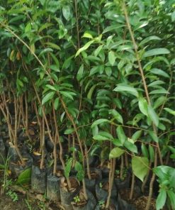 jual tanaman sirsak merah super unggul Bolaang Mongondow Utara