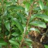 jual tanaman sirsak merah super unggul Pulang Pisau
