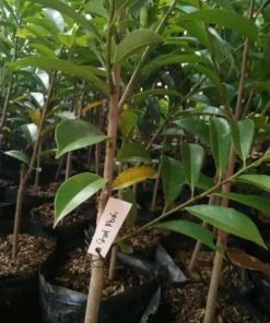 jual tanaman sirsak merah termurah Maluku Tengah