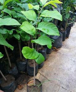 jual tanaman srikaya jumbo Aceh Singkil