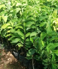 jual tanaman srikaya jumbo hasil okulasi siap berbuah Aceh Tamiyang