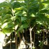 jual tanaman srikaya jumbo Majalengka