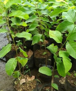 jual tanaman srikaya jumbo manis hasil okulasi Bangka Barat