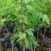 jual tanaman srikaya jumbo Nagekeo