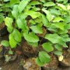 jual tanaman srikaya jumbo okulasi Ende