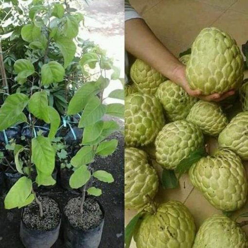 jual tanaman srikaya jumbo Pandeglang
