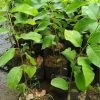 jual tanaman srikaya jumbo super Mamuju