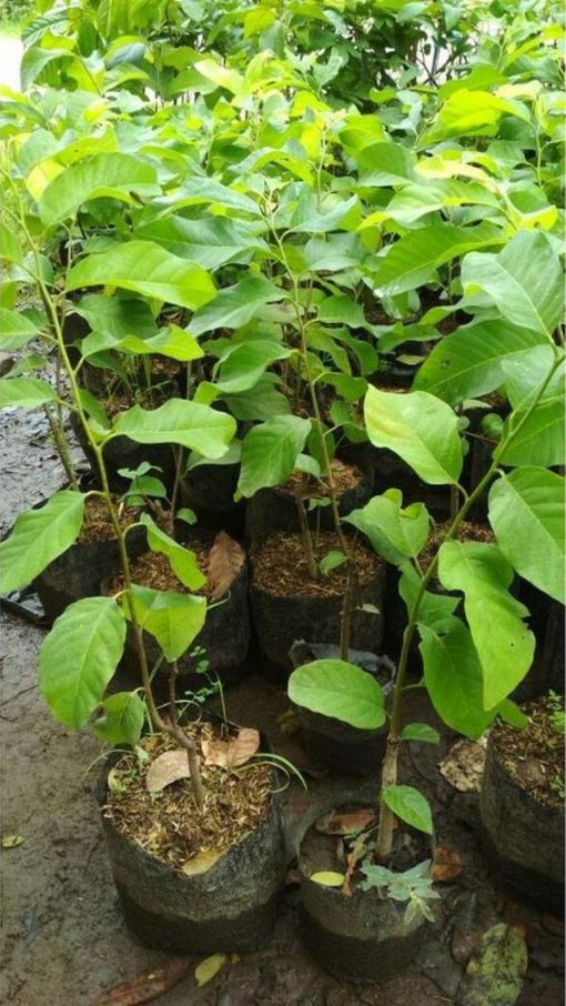 jual tanaman srikaya jumbo super Mamuju
