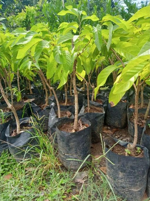 jual tanaman srikaya jumbo super Maybrat