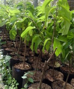 jual tanaman srikaya jumbo super okulasi produksi kebun sendiri berkualitas siap kirim Lima Puluh Kota