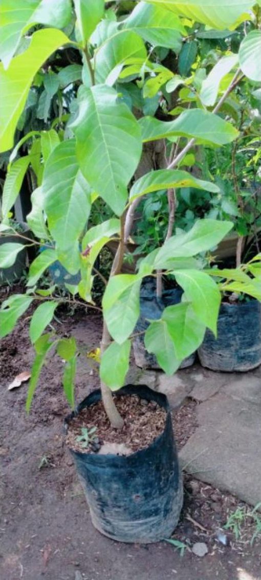 jual tanaman srikaya jumbo super Seram Bagian Timur
