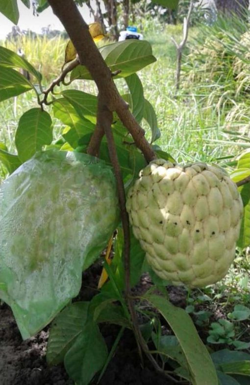 jual tanaman srikaya jumbo super Timor Tengah Utara