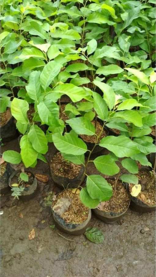 jual tanaman srikaya jumbo super Waropen