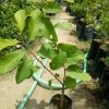 jual tanaman srikaya jumbo Tebing Tinggi