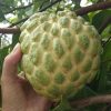 jual tanaman srikaya jumbo unggul Banggai Kepulauan
