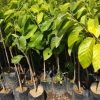 jual tanaman srikaya jumbo unggul hasil okulasi Sumba Barat