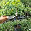 jual tanaman srikaya jumbo unggul Magetan