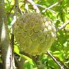 jual tanaman srikaya jumbo unggul Sungai Penuh
