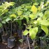 jual tanaman srikaya jumbo Wakatobi