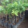 jual tanaman srikaya merah Bolaang Mongondow Utara