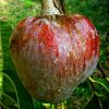 jual tanaman srikaya merah jumbo san pablo manis segar cepat berbuah Pesisir Selatan