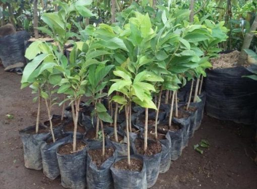 jual tanaman srikaya merah maniss Kaimana