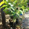 jual tanaman srikaya merah okulasi Murung Raya