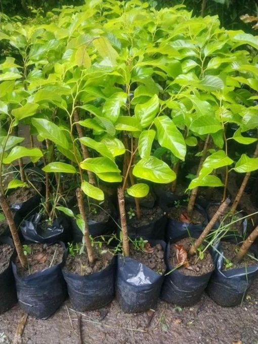 jual tanaman srikaya merah okulasi termurah Labuhanbatu Selatan