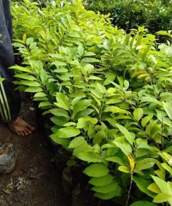 jual tanaman srikaya merah okulasi termurah Mamuju Tengah
