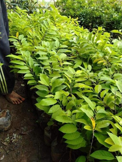 jual tanaman srikaya merah okulasi termurah Mamuju Tengah