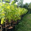 jual tanaman srikaya merah super jumbo Jeneponto