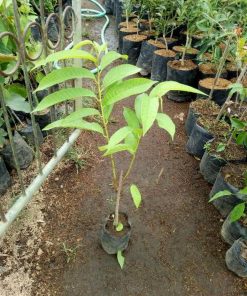 jual tanaman srikaya san pablo Aceh Barat Daya