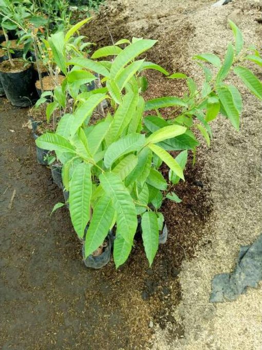 jual tanaman srikaya san pablo Pulau Morotai