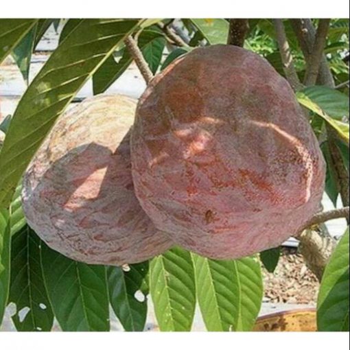 jual tanaman srikaya san pablo Tanggamus