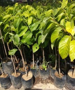 jual tanaman srikaya super jumbo dan cepat berbuah Lampung Tengah