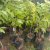 jual tanaman srikaya super jumbo Indramayu
